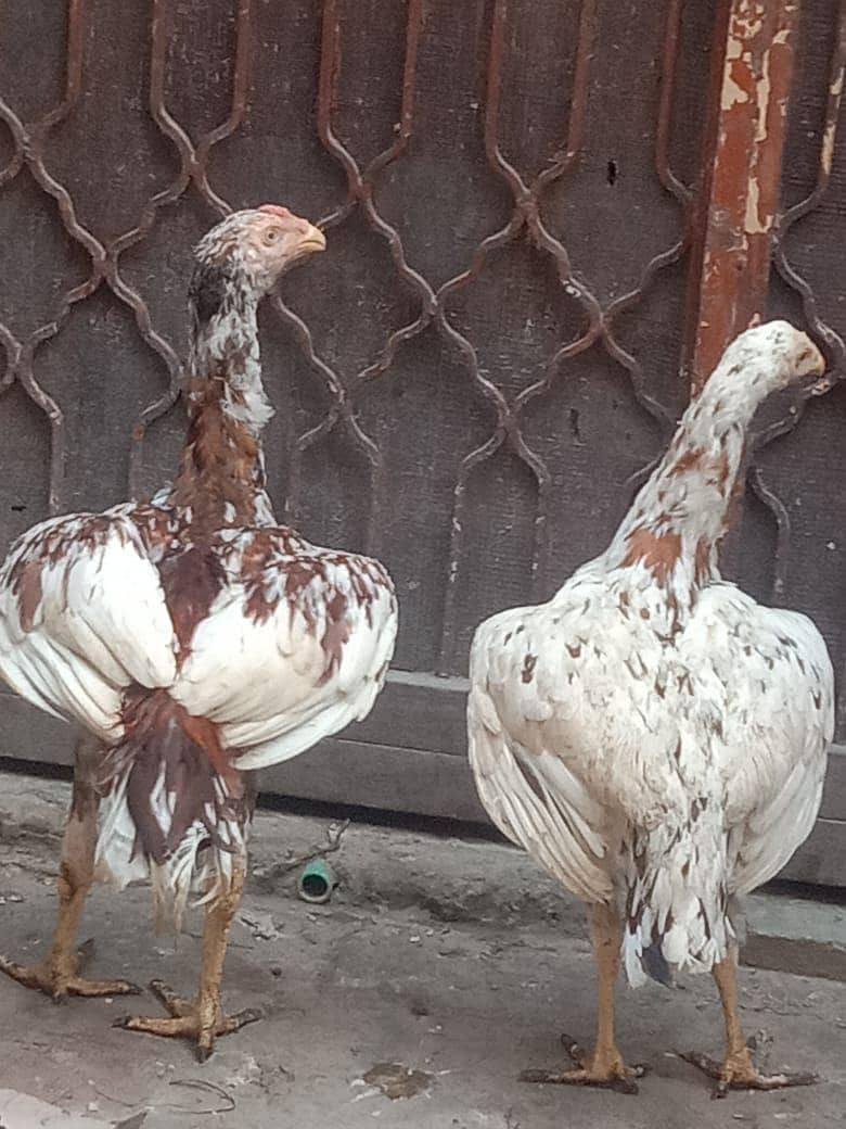 Aseel pair 3