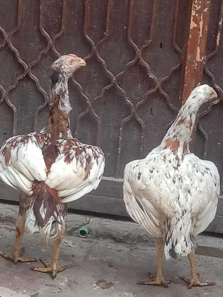 Aseel pair — photo 4