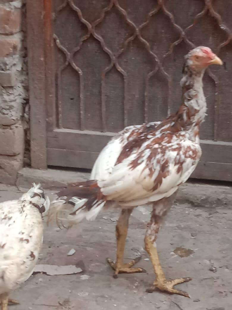 Aseel pair 5