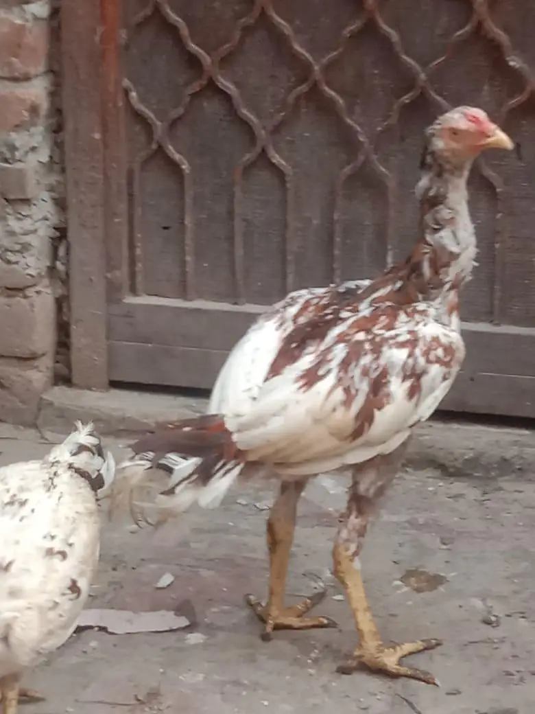 Aseel pair — photo 6