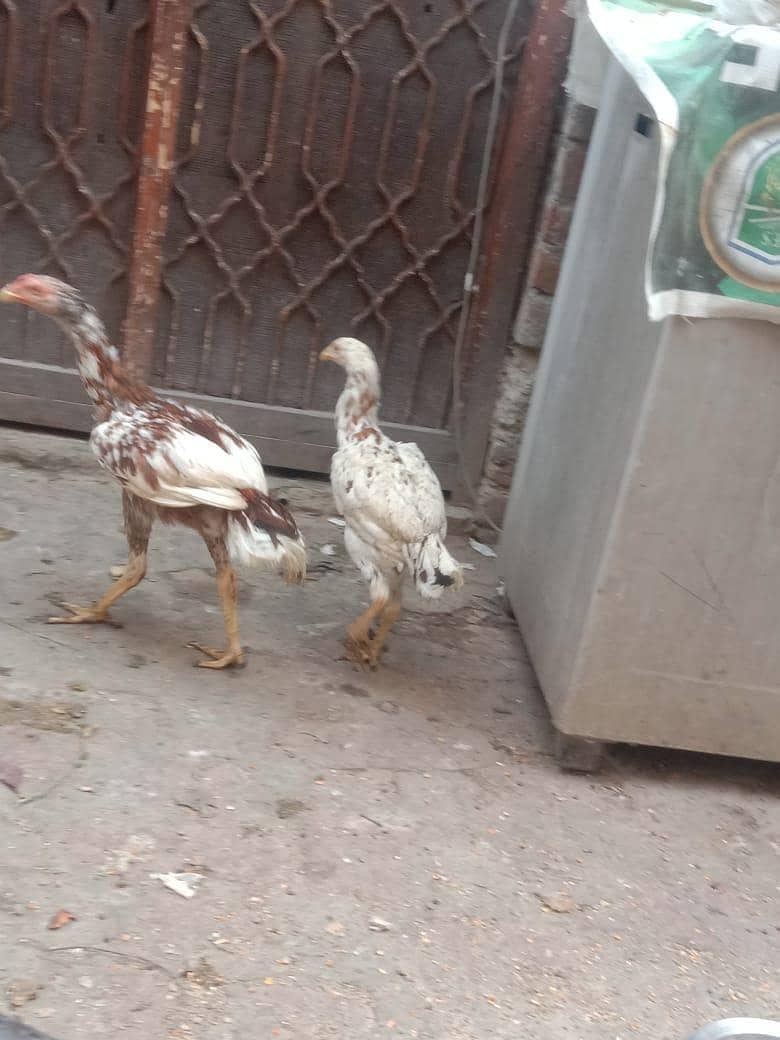 Aseel pair 6