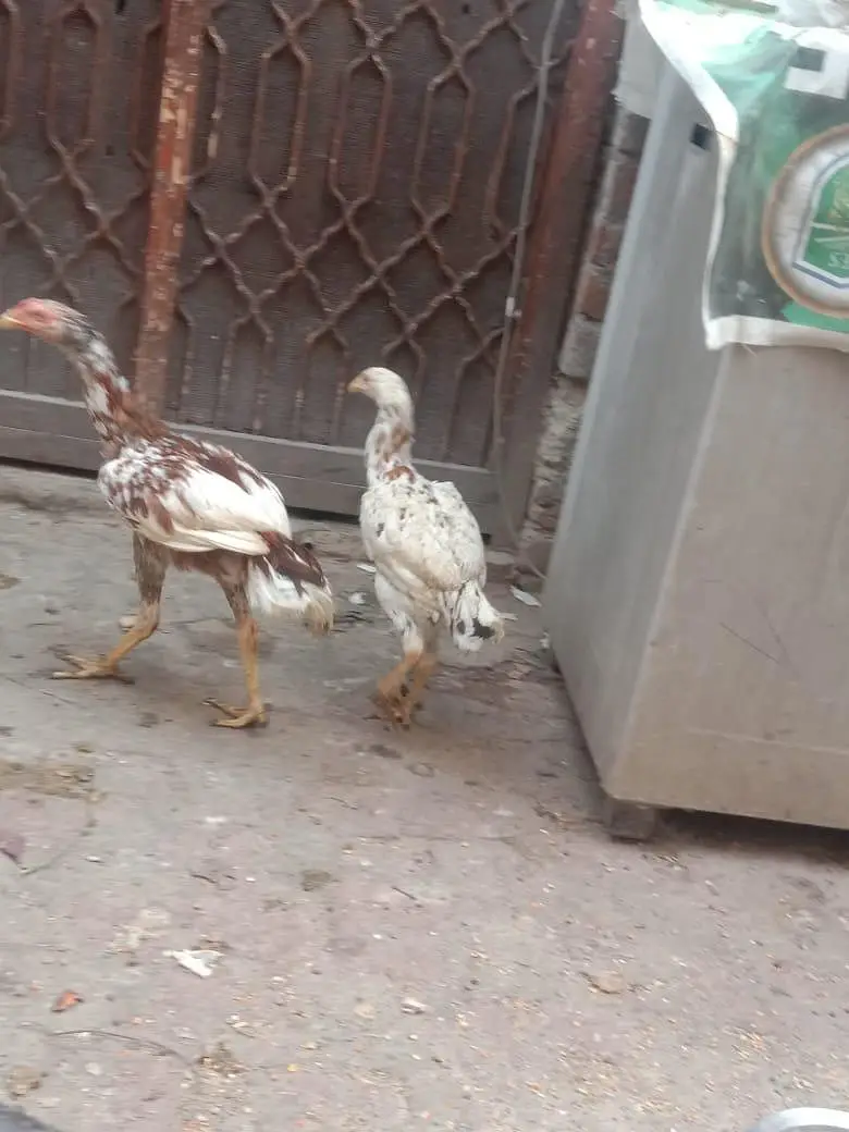 Aseel pair — photo 7