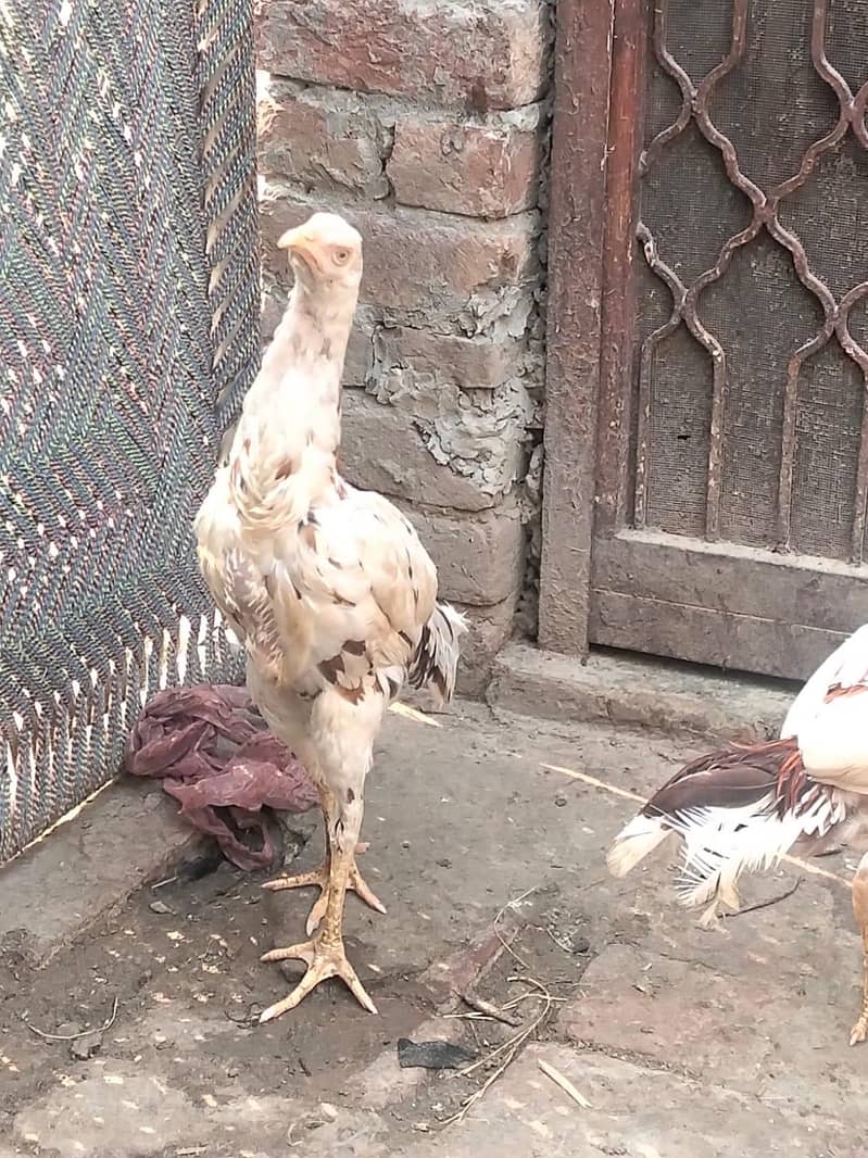 Aseel pair 7