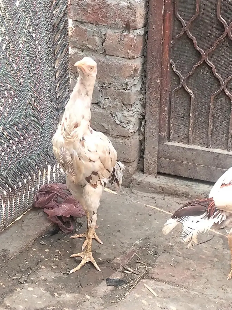 Aseel pair — photo 8