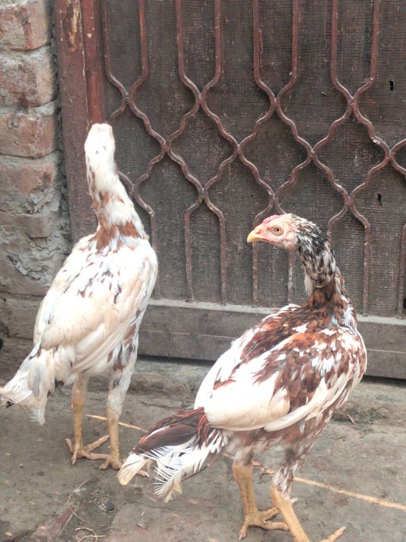 Aseel pair 8