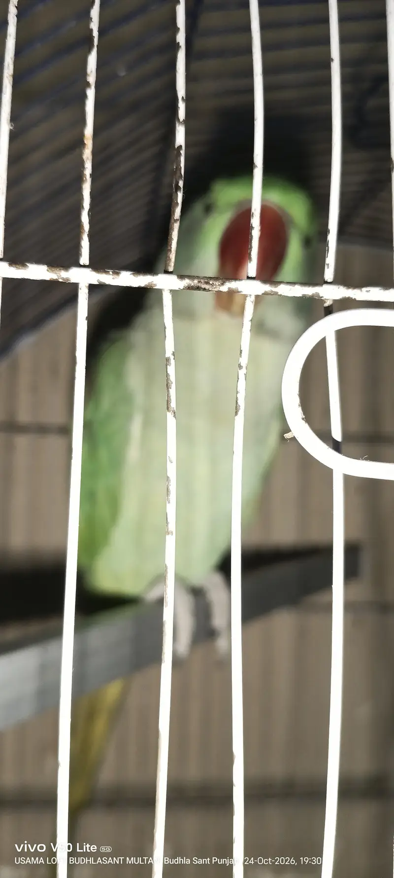 Raw male — photo 2
