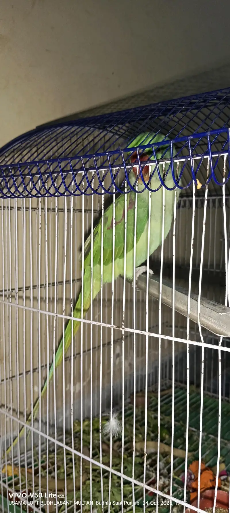 Raw male — photo 3