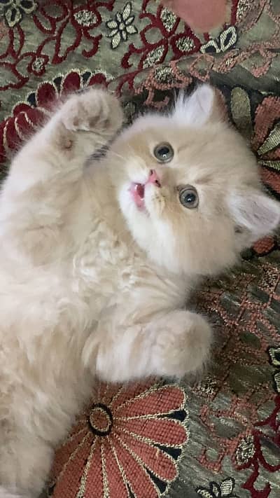 Persian punch face kitten