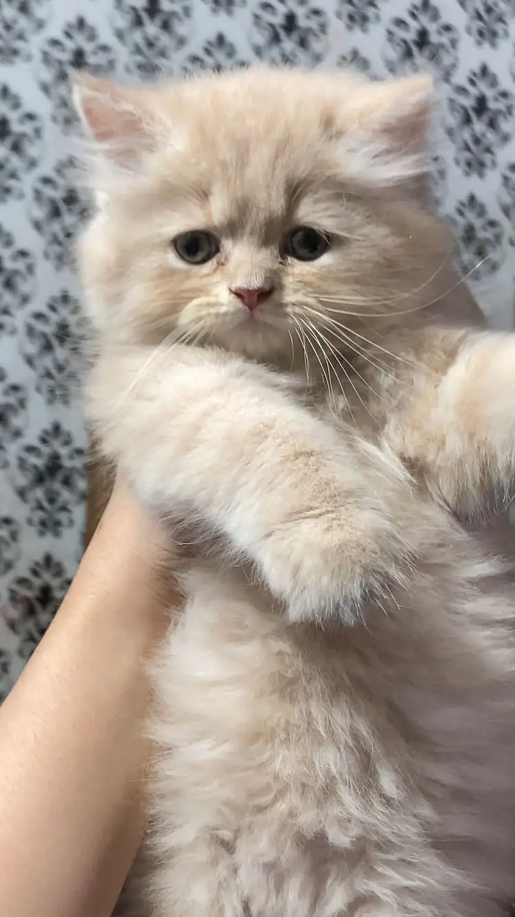 Persian punch face kitten — photo 5