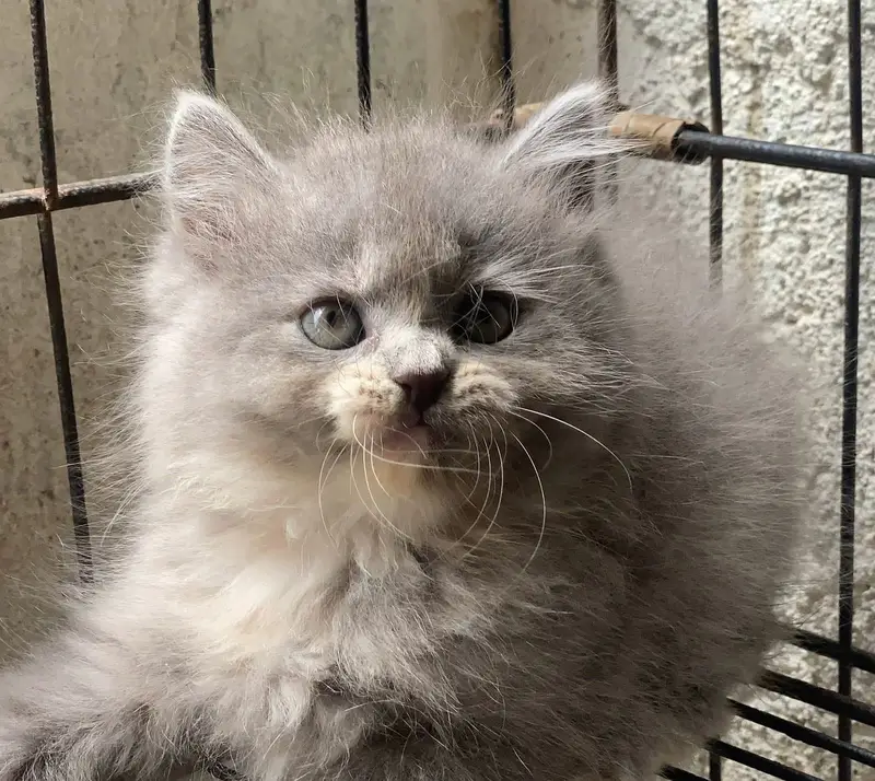 Persian kittens | triple coat | fluffy | 0302//06204//45 — photo 4