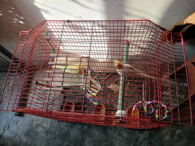 parrots with cage