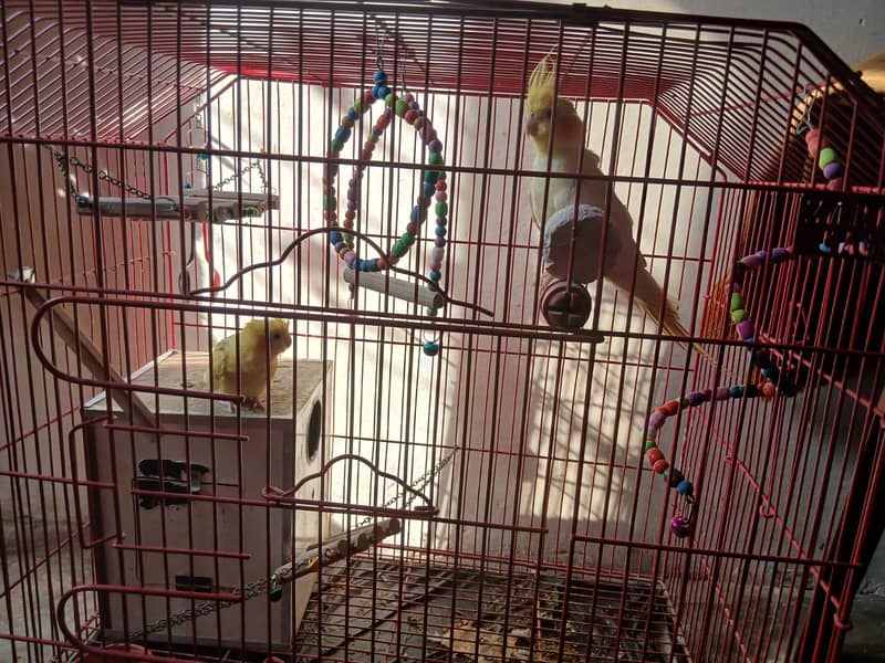parrots with cage 1