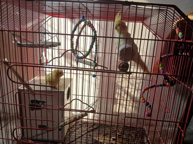 parrots with cage — photo 2