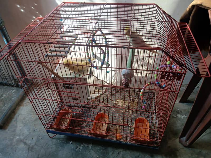 parrots with cage 2