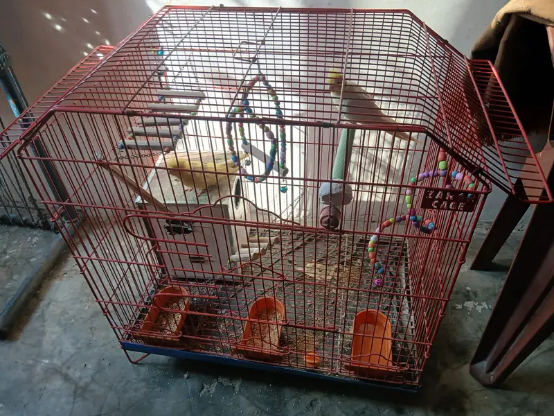 parrots with cage — photo 3