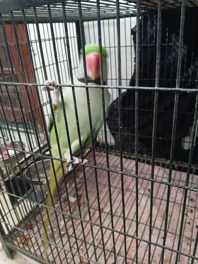 KASMIRI RAW BREEDER PAIR JUMBO SIZE (URGENT SALE) WITH CAGE