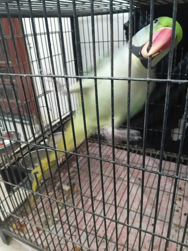 KASMIRI RAW BREEDER PAIR JUMBO SIZE (URGENT SALE) WITH CAGE — photo 2