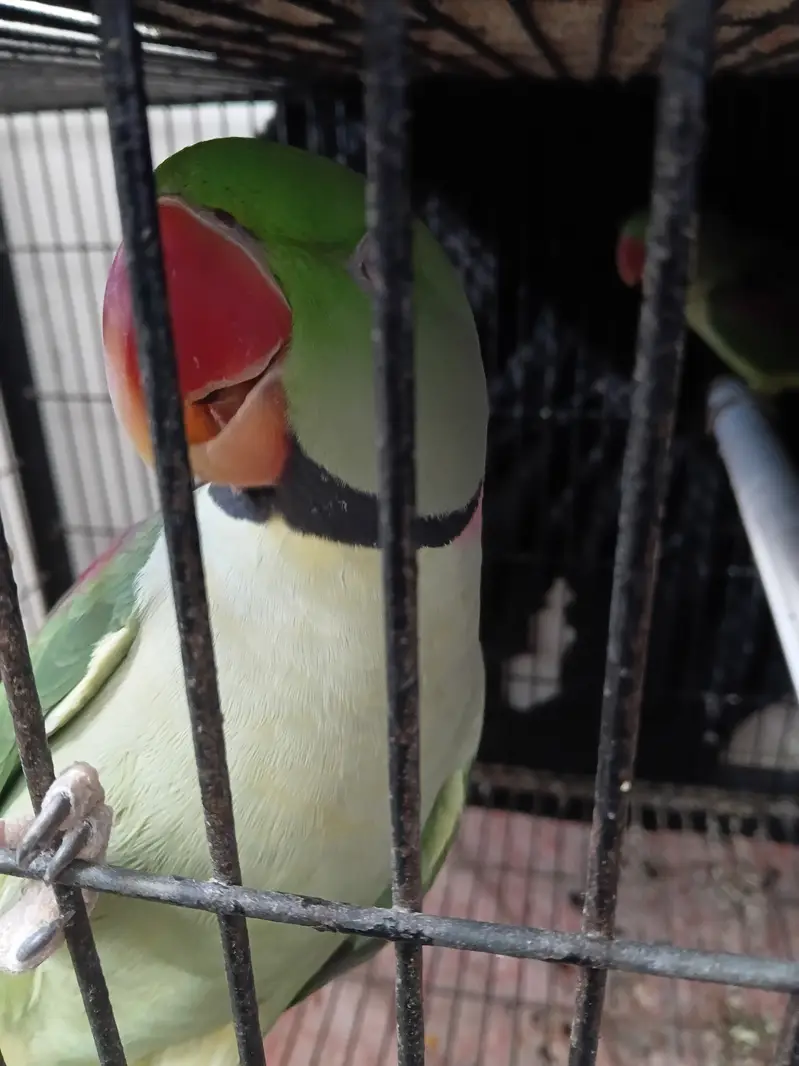 KASMIRI RAW BREEDER PAIR JUMBO SIZE (URGENT SALE) WITH CAGE — photo 3
