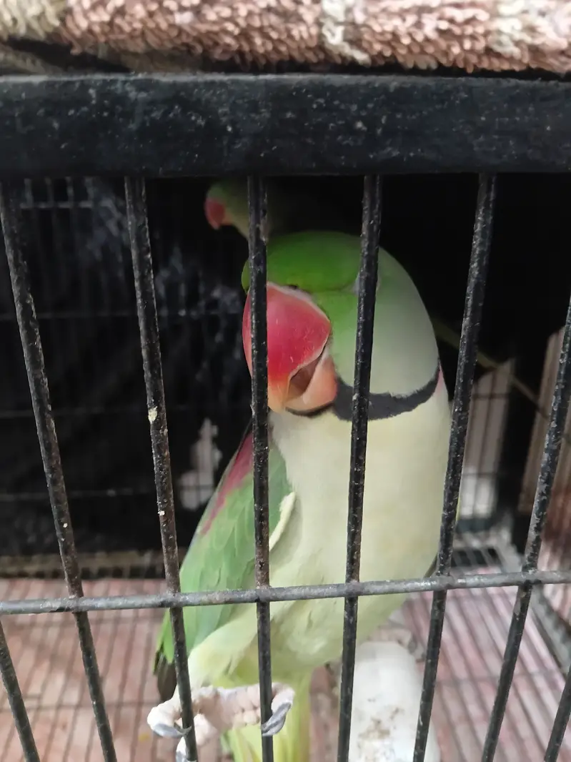 KASMIRI RAW BREEDER PAIR JUMBO SIZE (URGENT SALE) WITH CAGE — photo 4