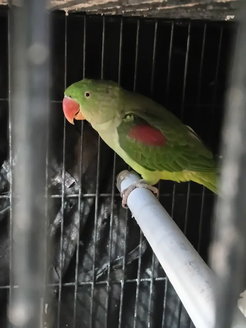 KASMIRI RAW BREEDER PAIR JUMBO SIZE (URGENT SALE) WITH CAGE — photo 5