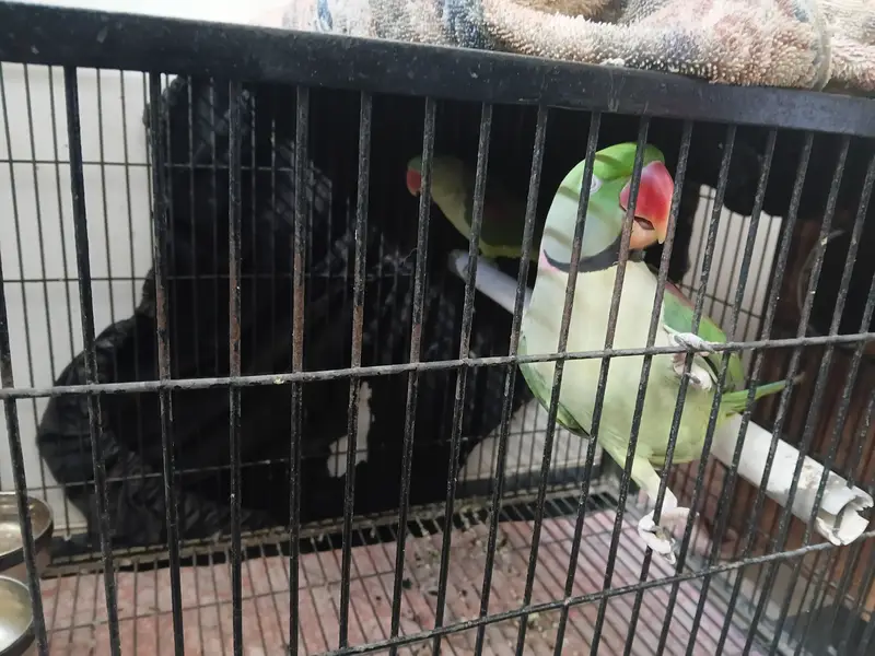KASMIRI RAW BREEDER PAIR JUMBO SIZE (URGENT SALE) WITH CAGE — photo 6