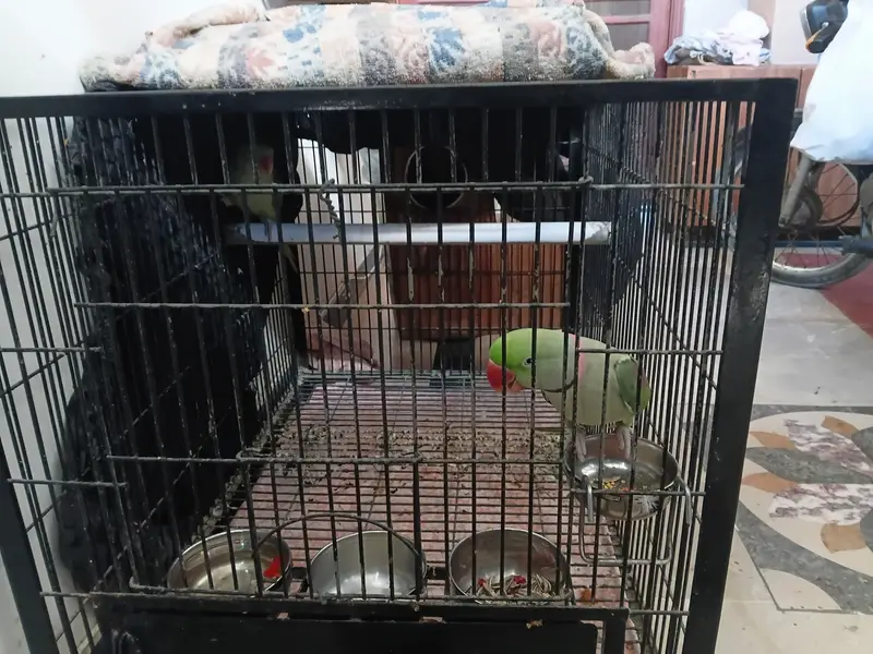 KASMIRI RAW BREEDER PAIR JUMBO SIZE (URGENT SALE) WITH CAGE — photo 7