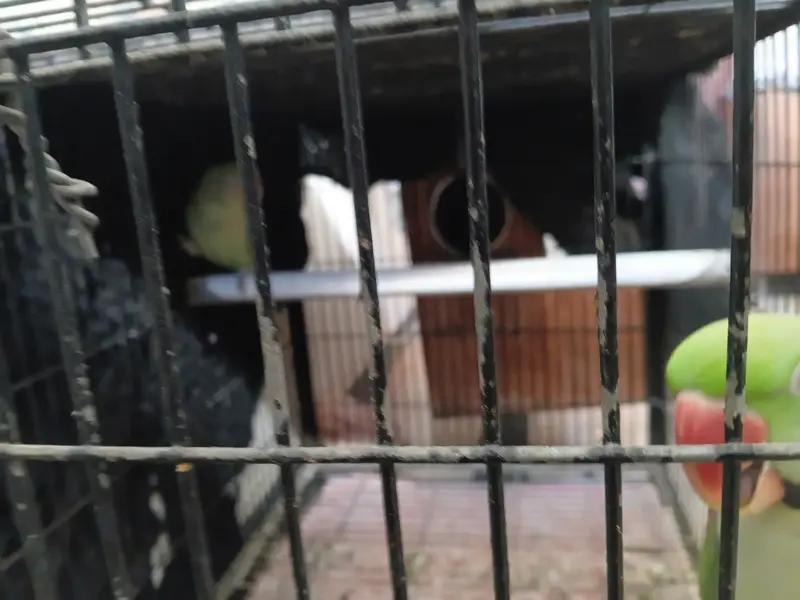 KASMIRI RAW BREEDER PAIR JUMBO SIZE (URGENT SALE) WITH CAGE — photo 8