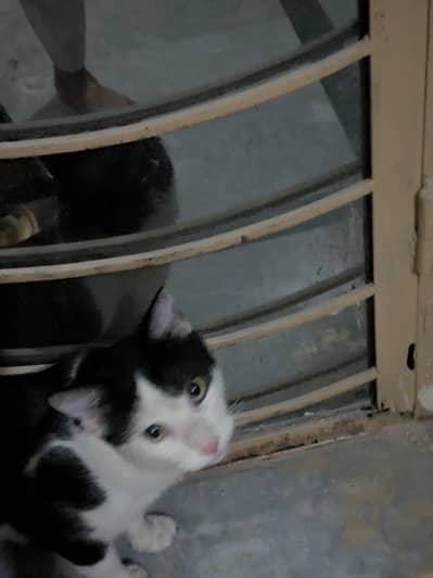 Mt cat for sell