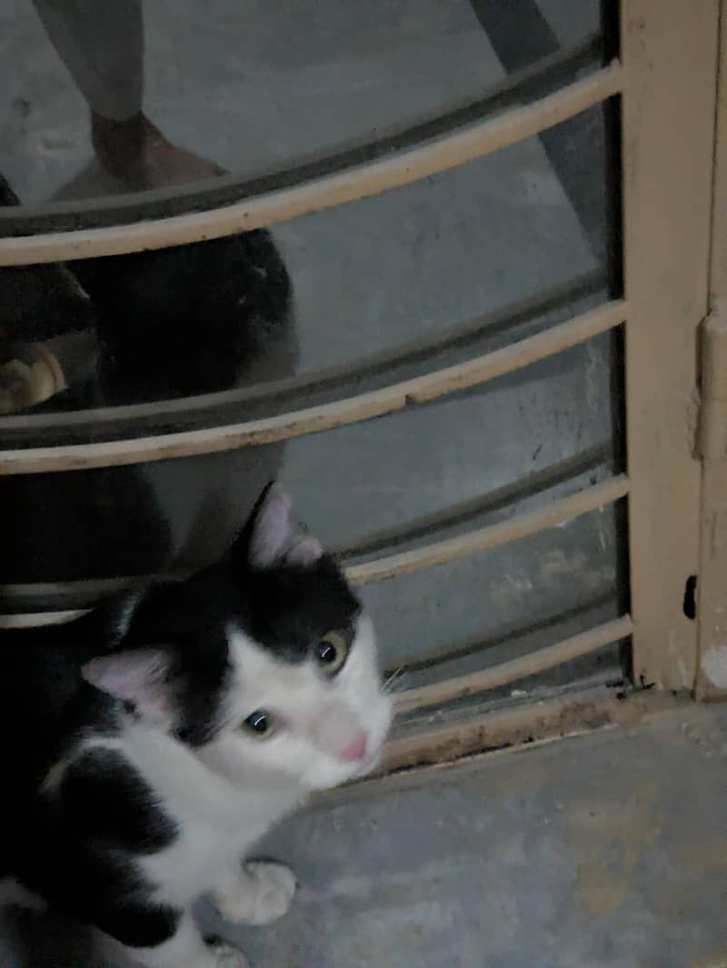Mt cat for sell 0