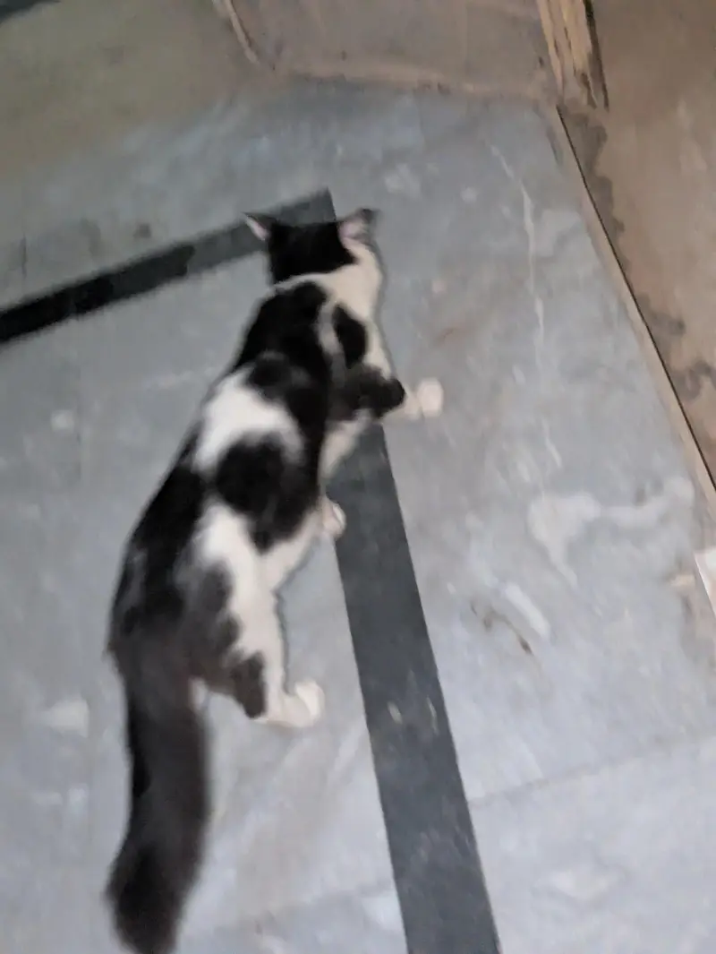 Mt cat for sell — photo 2