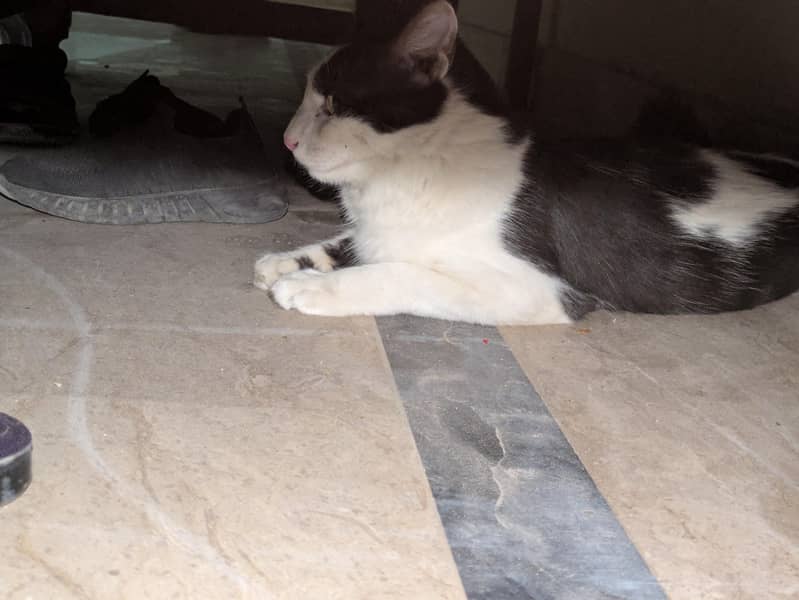 Mt cat for sell 2