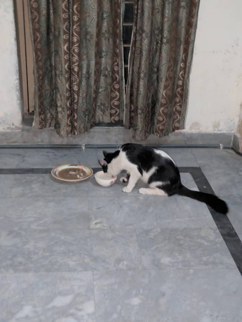 Mt cat for sell 3