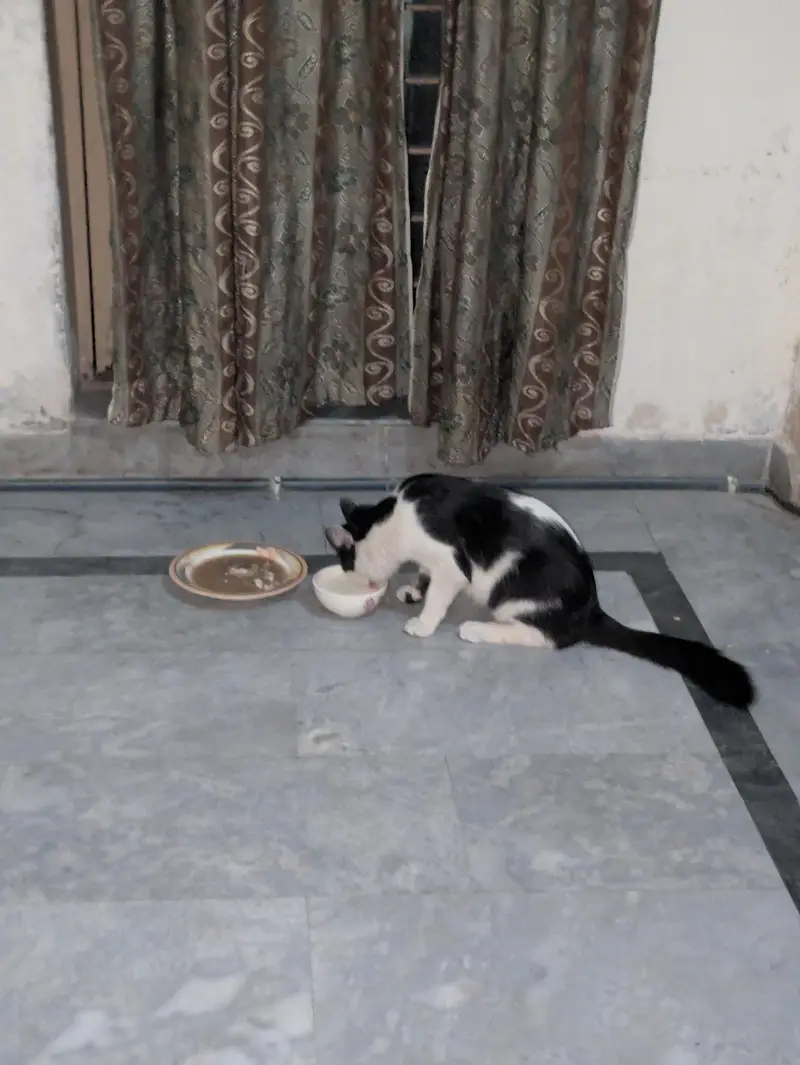 Mt cat for sell — photo 4