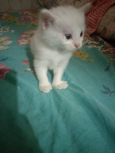 Three baby kittens for sale one white to Brown 3 black and white