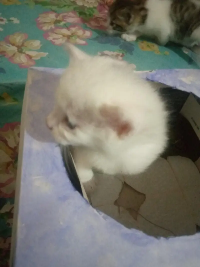 Three baby kittens for sale one white to Brown 3 black and white — photo 2