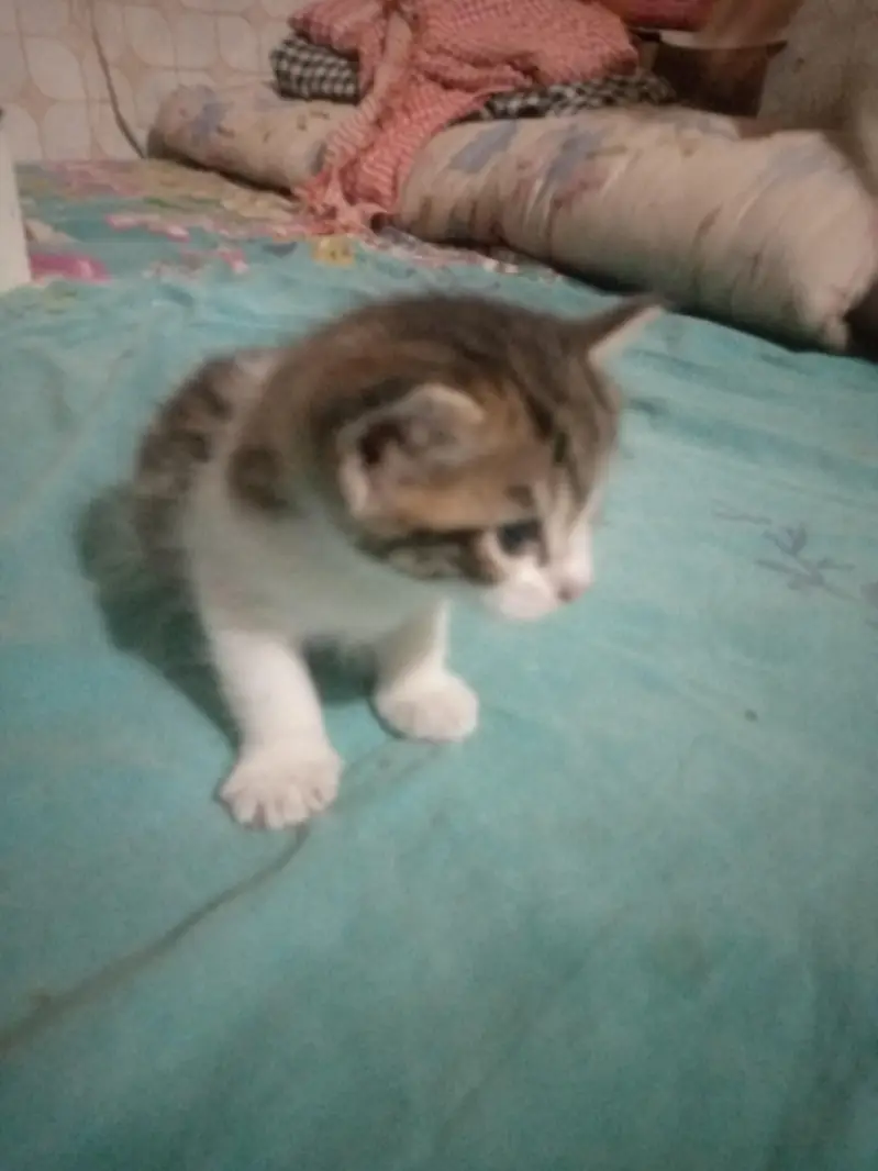 Three baby kittens for sale one white to Brown 3 black and white — photo 3