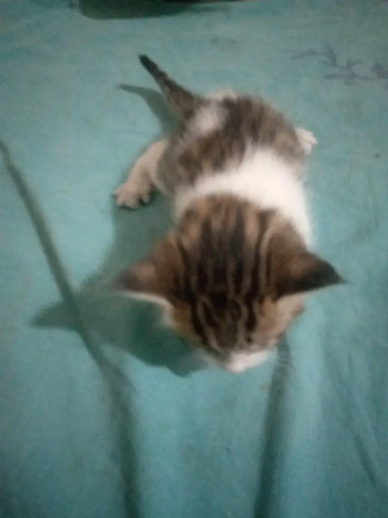 Three baby kittens for sale one white to Brown 3 black and white — photo 4