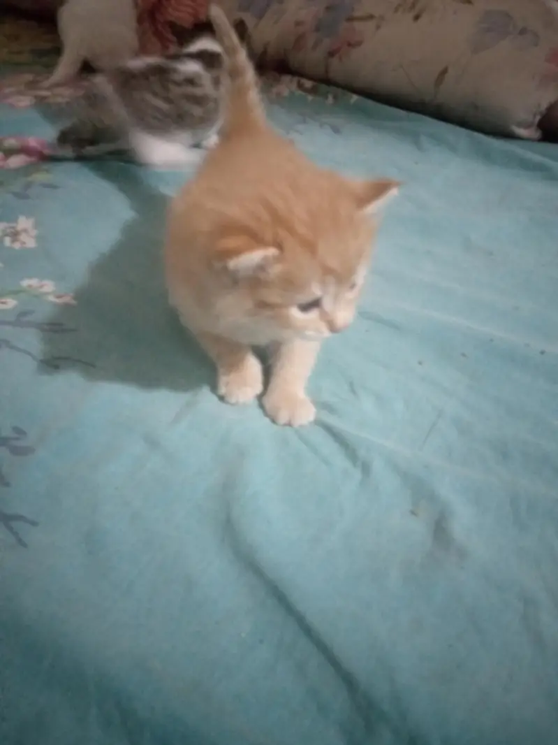 Three baby kittens for sale one white to Brown 3 black and white — photo 5