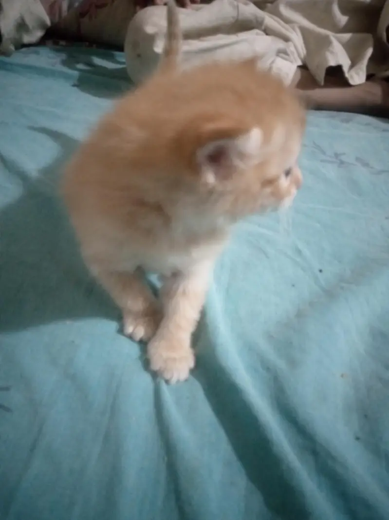 Three baby kittens for sale one white to Brown 3 black and white — photo 7