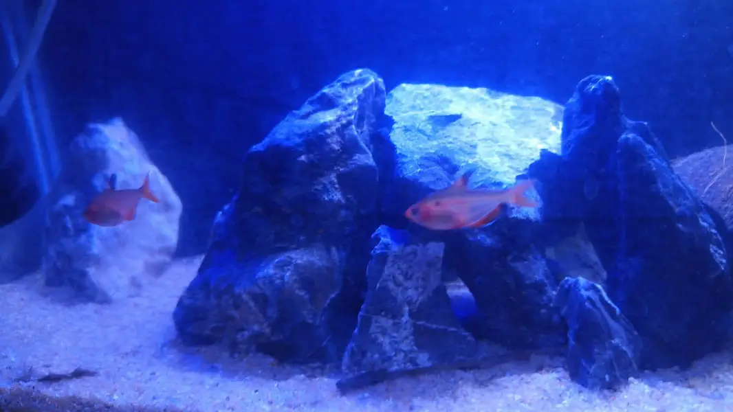 Tetra fish