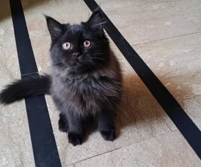 Persian kitten looking for a new home
