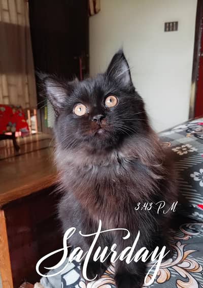 Persian kitten looking for a new home