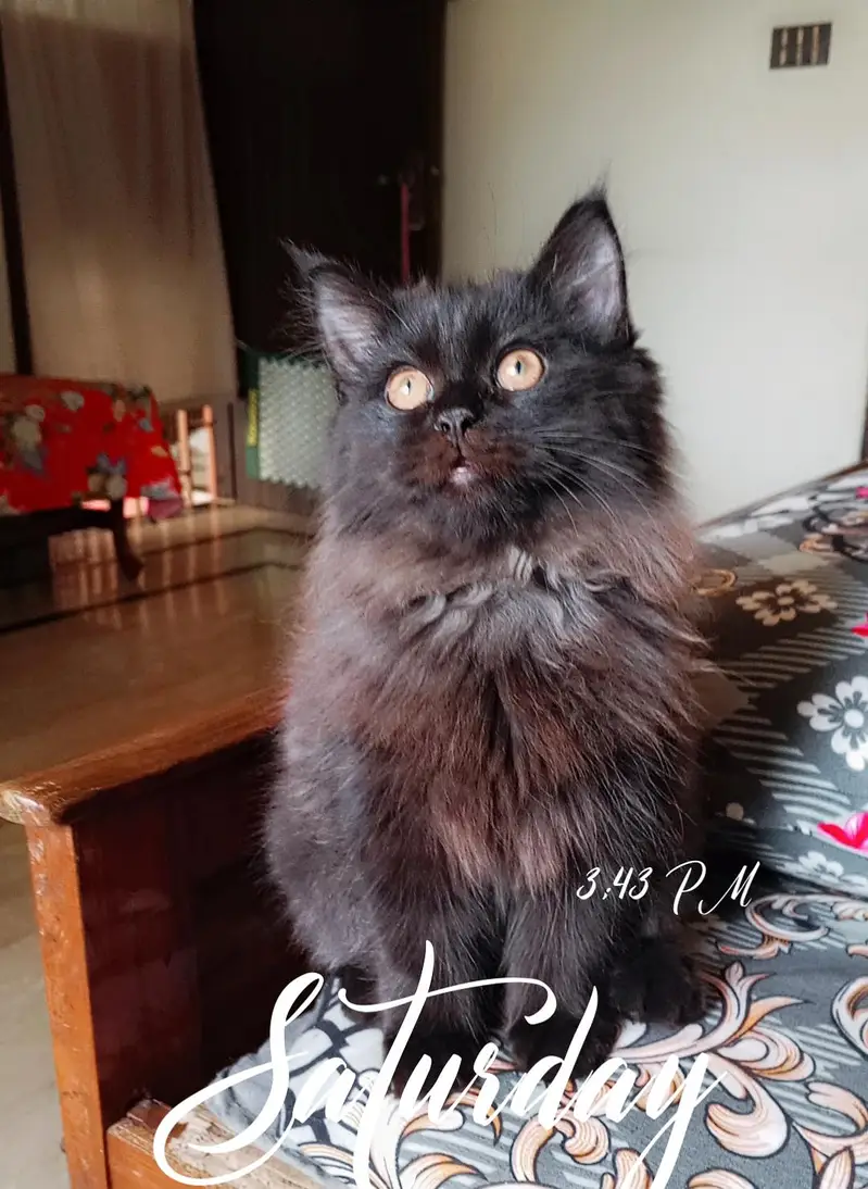 Persian kitten looking for a new home — photo 2