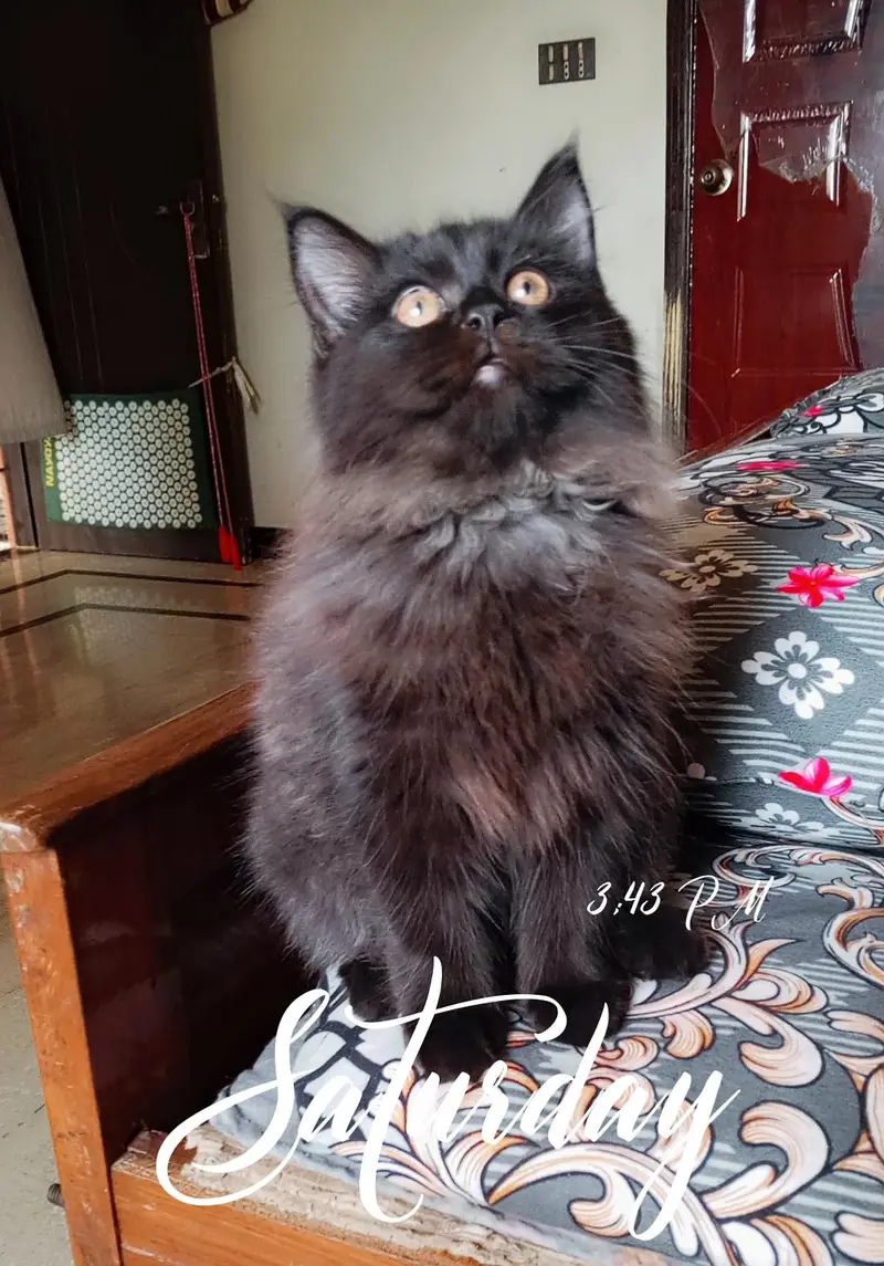 Persian kitten looking for a new home — photo 3