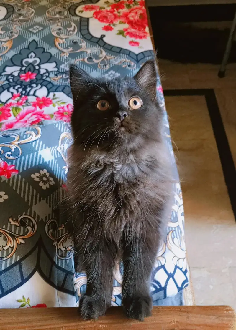 Persian kitten looking for a new home — photo 4