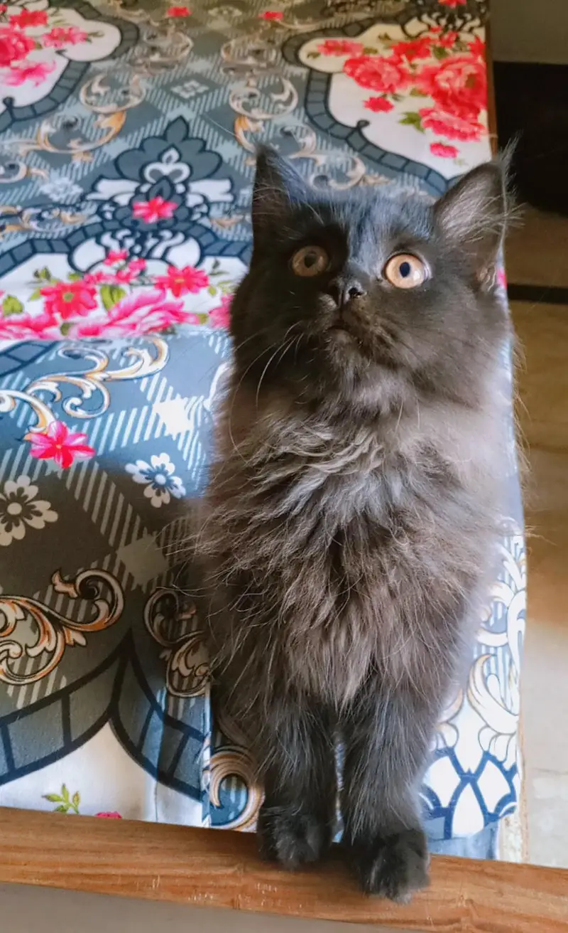 Persian kitten looking for a new home — photo 5