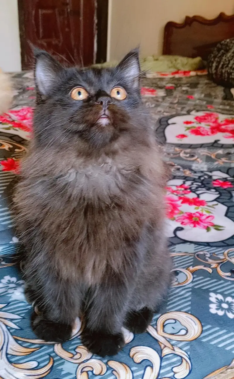 Persian kitten looking for a new home — photo 6