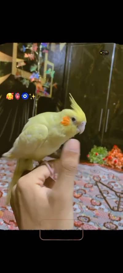Handtame cocktail parrot,comin red eyes cocktail parrot