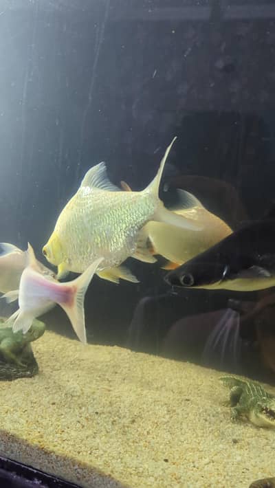 Tinfin barb fish