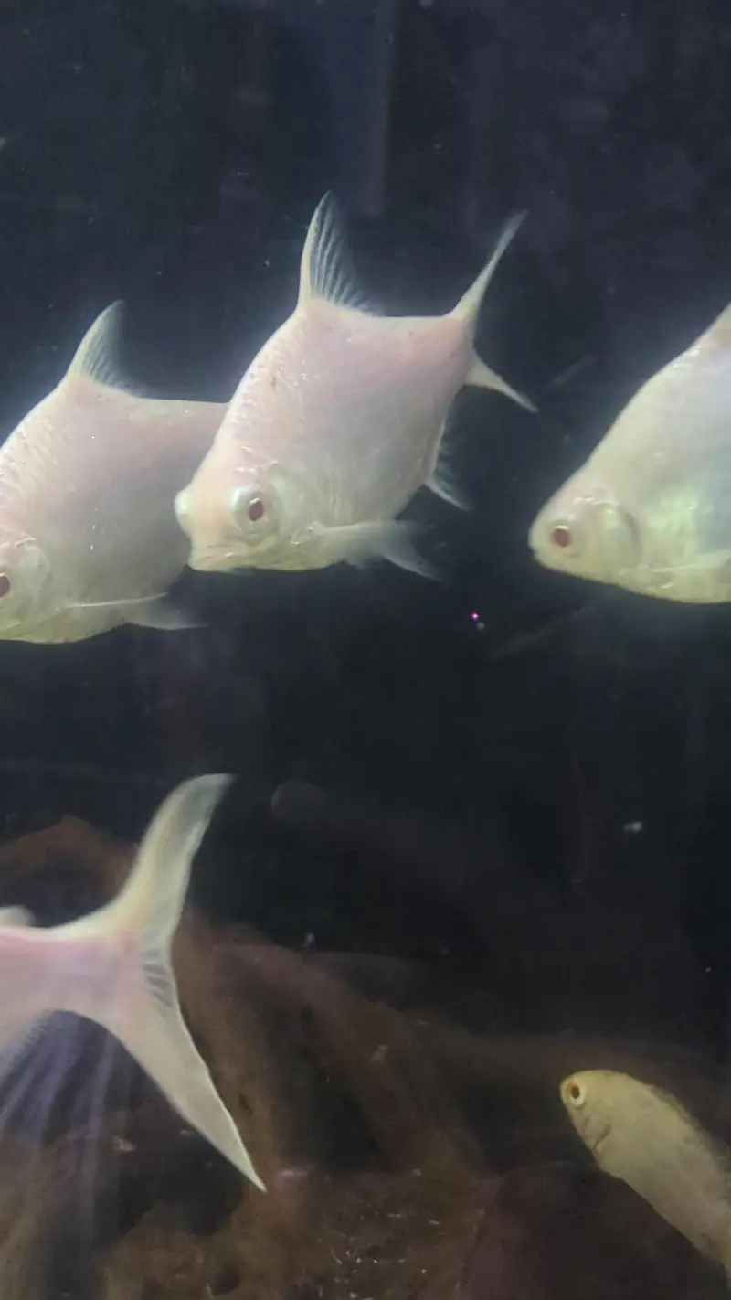 Tinfin barb fish — photo 2